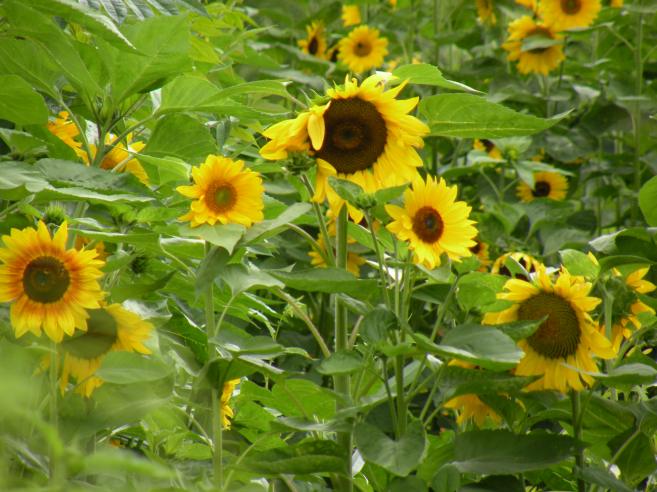  tournesols